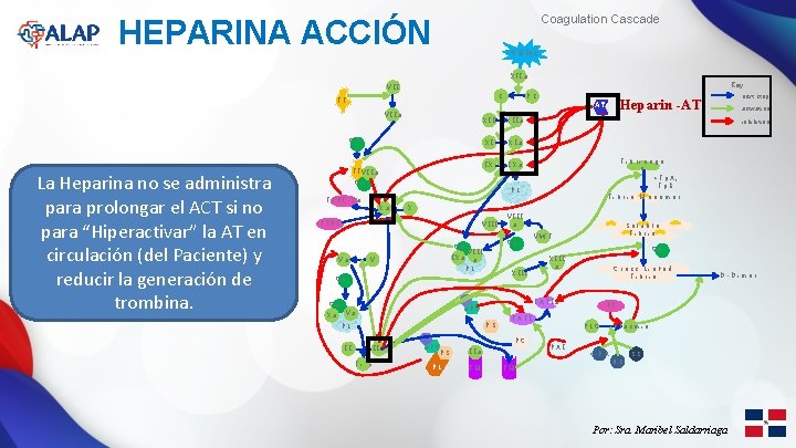 Coagulation Cascade HEPARINA ACCIÓN HMWK XIIa Key VII K TF CA + + T