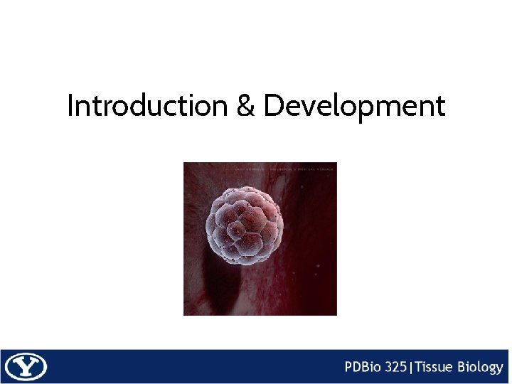 Introduction & Development 
