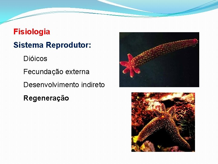 Fisiologia Sistema Reprodutor: Dióicos Fecundação externa Desenvolvimento indireto Regeneração 