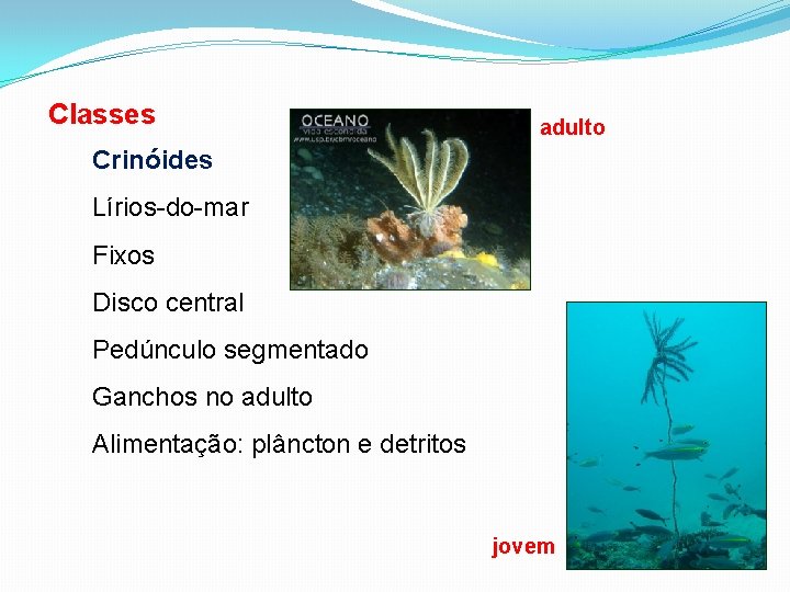 Classes adulto Crinóides Lírios-do-mar Fixos Disco central Pedúnculo segmentado Ganchos no adulto Alimentação: plâncton