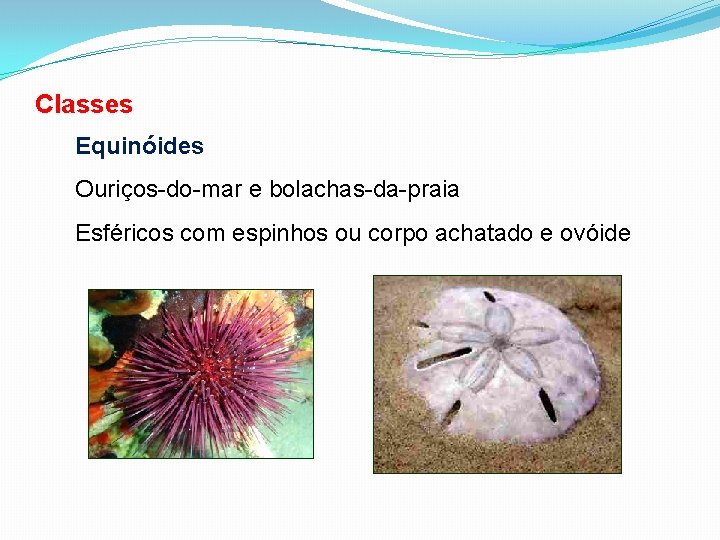 Classes Equinóides Ouriços-do-mar e bolachas-da-praia Esféricos com espinhos ou corpo achatado e ovóide 
