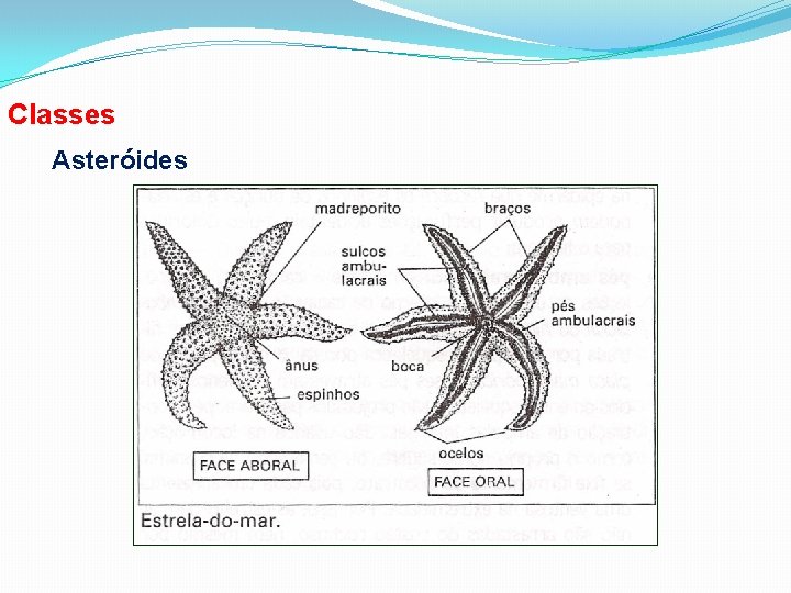 Classes Asteróides 