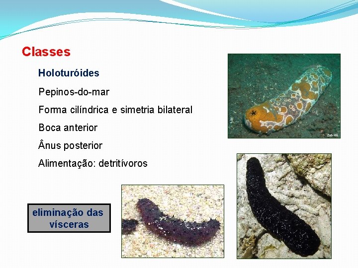 Classes Holoturóides Pepinos-do-mar Forma cilíndrica e simetria bilateral Boca anterior nus posterior Alimentação: detritívoros