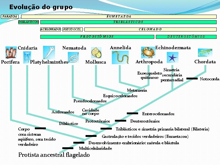 Evolução do grupo PARAZOA EUMETAZOA DIBLÁSTICOS TRIBLÁSTICOS ACELOMADO PSEUDOCEL. CELOMADO P R O T