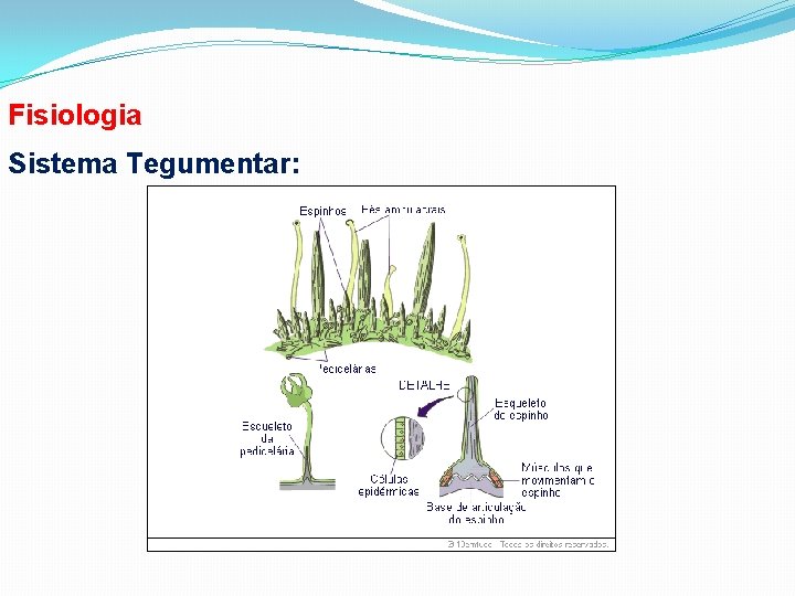 Fisiologia Sistema Tegumentar: 