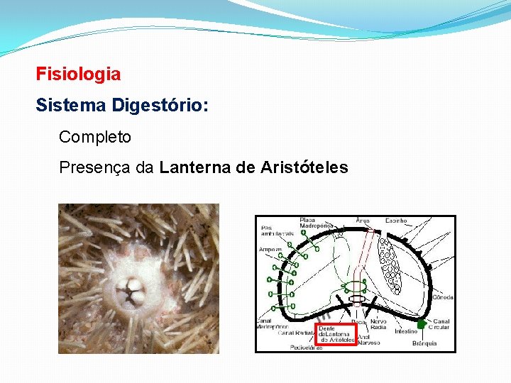 Fisiologia Sistema Digestório: Completo Presença da Lanterna de Aristóteles 