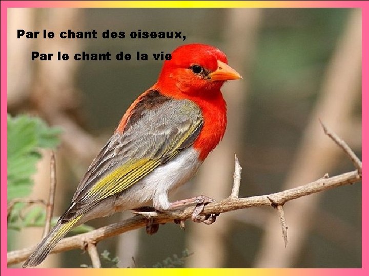 Par le chant des oiseaux, Par le chant de la vie 