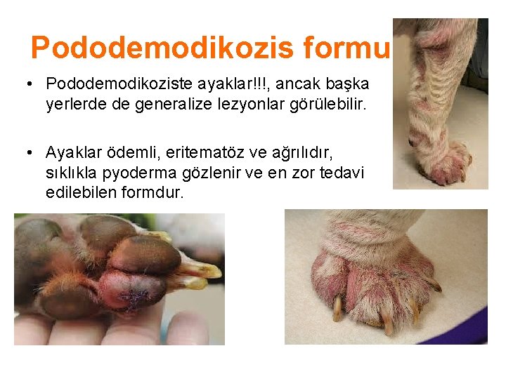 Pododemodikozis formu • Pododemodikoziste ayaklar!!!, ancak başka yerlerde de generalize lezyonlar görülebilir. • Ayaklar