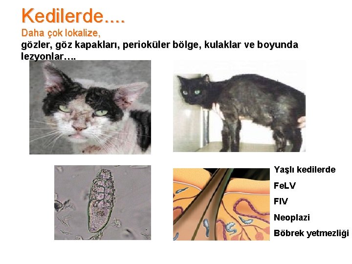 Kedilerde. . Daha çok lokalize, gözler, göz kapakları, perioküler bölge, kulaklar ve boyunda lezyonlar….