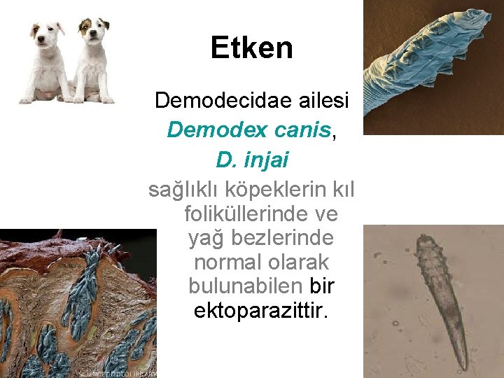 Etken Demodecidae ailesi Demodex canis, D. injai sağlıklı köpeklerin kıl foliküllerinde ve yağ bezlerinde