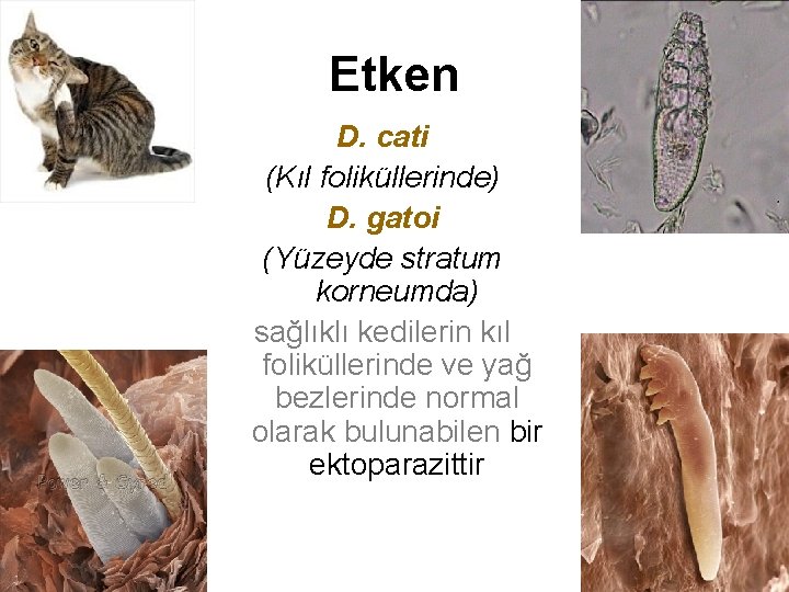 Etken D. cati (Kıl foliküllerinde) D. gatoi (Yüzeyde stratum korneumda) sağlıklı kedilerin kıl foliküllerinde