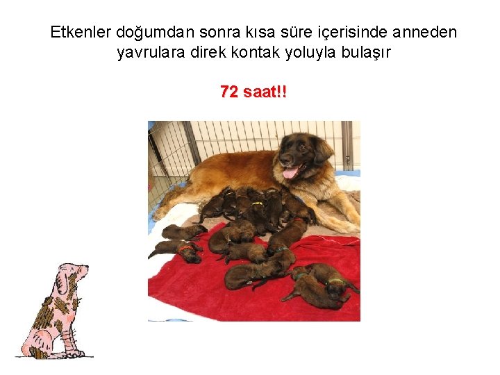 Etkenler doğumdan sonra kısa süre içerisinde anneden yavrulara direk kontak yoluyla bulaşır 72 saat!!