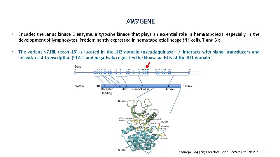 JAK 3 GENE • Encodes the Janus kinase 3 enzyme, a tyrosine kinase that