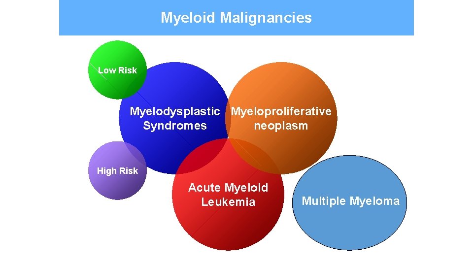 Myeloid Malignancies Low Risk Myelodysplastic Myeloproliferative Syndromes neoplasm High Risk Acute Myeloid Leukemia Multiple