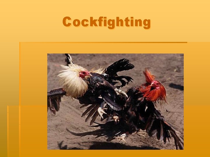 Cockfighting 