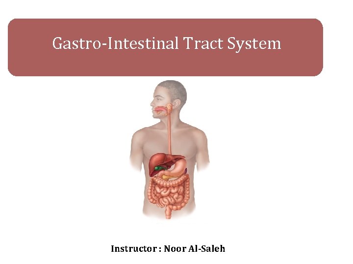 Gastro-Intestinal Tract System Instructor : Noor Al-Saleh 