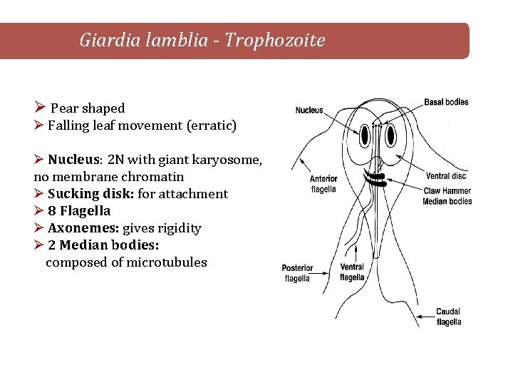 Giardia lamblia - Trophozoite Ø Pear shaped Ø Falling leaf movement (erratic) Ø Nucleus: