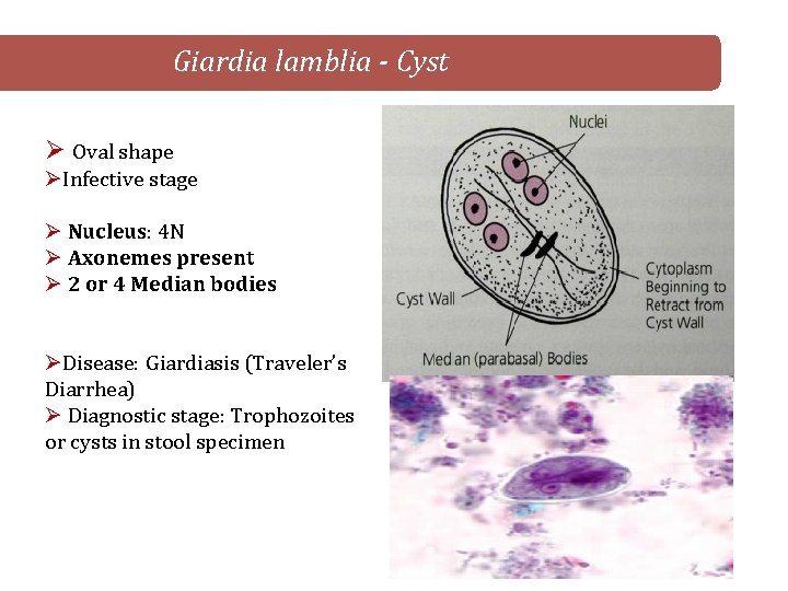 Giardia lamblia - Cyst Ø Oval shape ØInfective stage Ø Nucleus: 4 N Ø