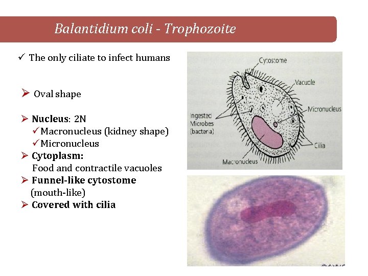 Balantidium coli - Trophozoite ü The only ciliate to infect humans Ø Oval shape