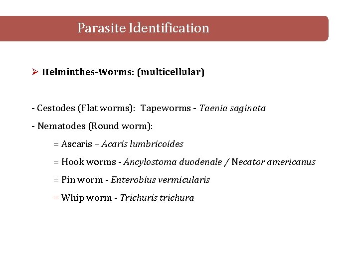 Parasite Identification Ø Helminthes-Worms: (multicellular) - Cestodes (Flat worms): Tapeworms - Taenia saginata