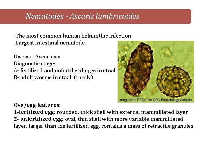 Nematodes - Ascaris lumbricoides -The most common human helminthic infection -Largest intestinal nematode Disease: