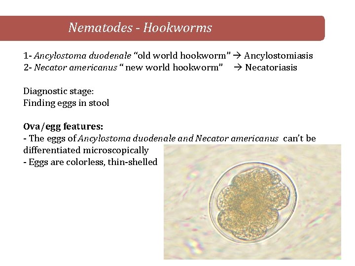 Nematodes - Hookworms 1 - Ancylostoma duodenale “old world hookworm” Ancylostomiasis 2 - Necator