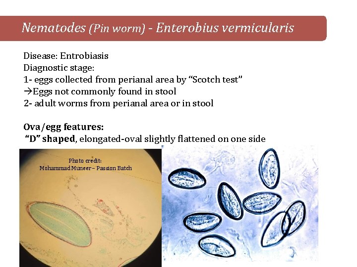 Nematodes (Pin worm) - Enterobius vermicularis Disease: Entrobiasis Diagnostic stage: 1 - eggs collected