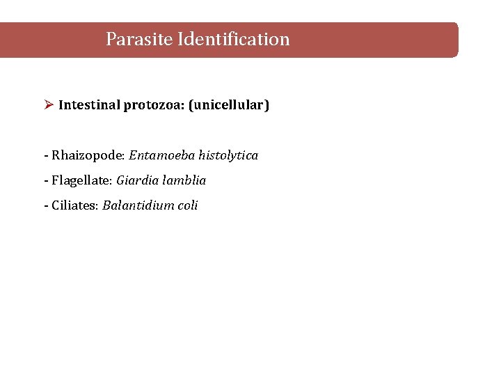 Parasite Identification Ø Intestinal protozoa: (unicellular) - Rhaizopode: Entamoeba histolytica - Flagellate: Giardia lamblia