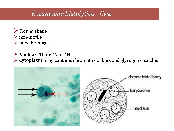 Entamoeba histolytica - Cyst Ø Round shape Ø non-motile Ø Infective stage Ø Nucleus: