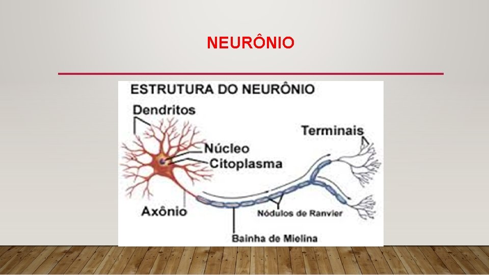 NEURÔNIO 