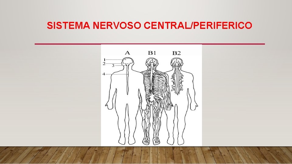 SISTEMA NERVOSO CENTRAL/PERIFERICO 