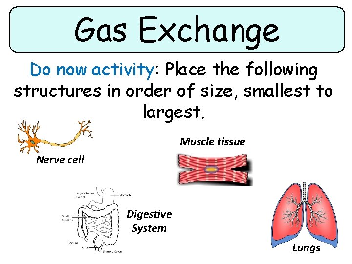 Gas Exchange Do now activity: Place the following structures in order of size, smallest