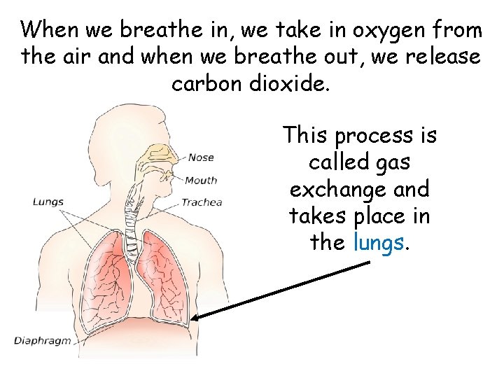 When we breathe in, we take in oxygen from the air and when we