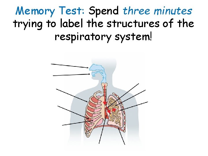 Memory Test: Spend three minutes trying to label the structures of the respiratory system!