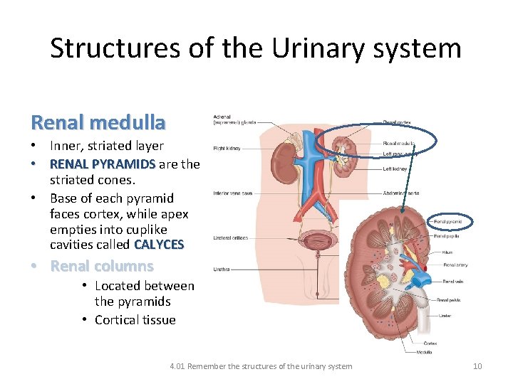 Structures of the Urinary system Renal medulla • Inner, striated layer • RENAL PYRAMIDS