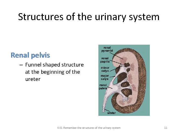 Structures of the urinary system Renal pelvis – Funnel shaped structure at the beginning