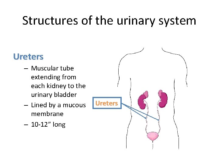 Structures of the urinary system Ureters – Muscular tube extending from each kidney to