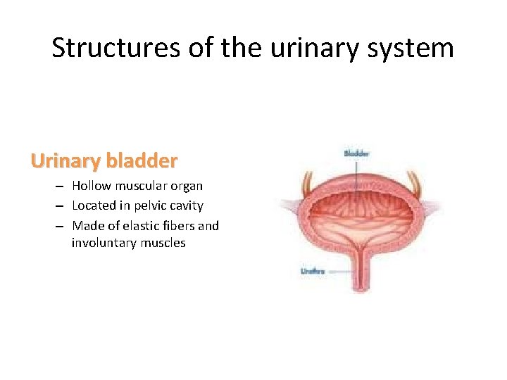 Structures of the urinary system Urinary bladder – Hollow muscular organ – Located in