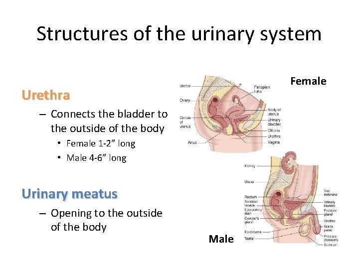 Structures of the urinary system Female Urethra – Connects the bladder to the outside