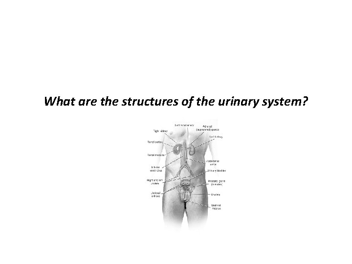 What are the structures of the urinary system? 