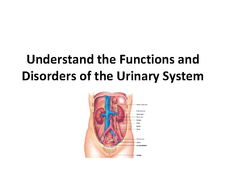 Understand the Functions and Disorders of the Urinary System 