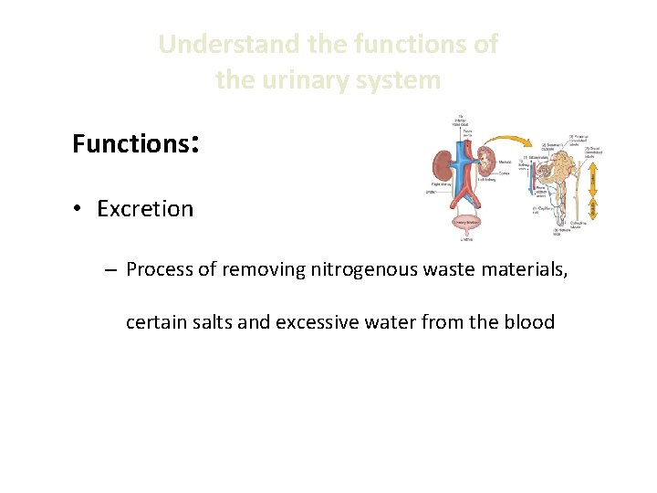 Understand the functions of the urinary system Functions: • Excretion – Process of removing