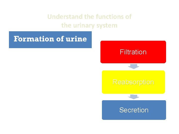 Understand the functions of the urinary system Filtration Reabsorption Secretion 