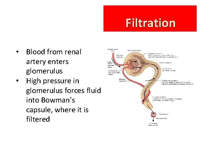 Filtration • Blood from renal artery enters glomerulus • High pressure in glomerulus forces