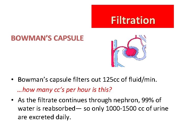 Filtration BOWMAN’S CAPSULE • Bowman’s capsule filters out 125 cc of fluid/min. …how many