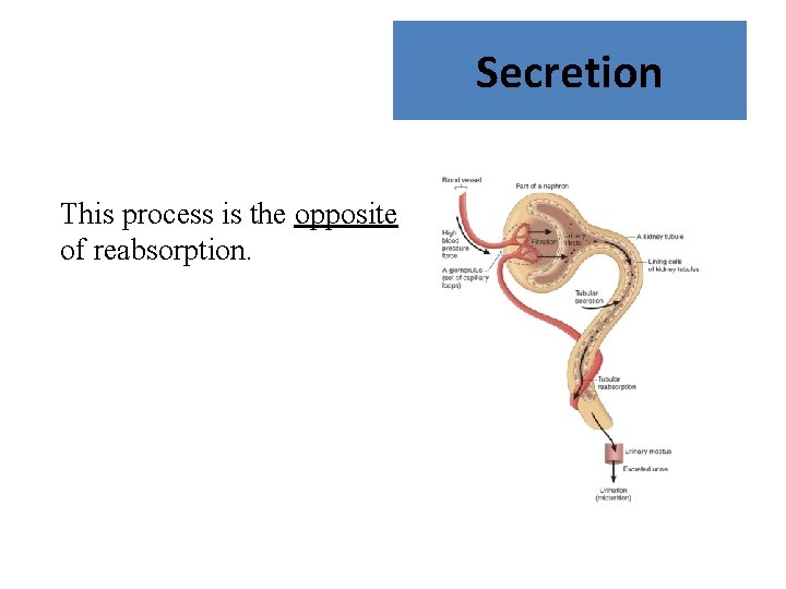 Secretion This process is the opposite of reabsorption. 