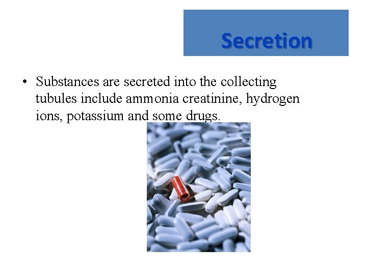 Secretion • Substances are secreted into the collecting tubules include ammonia creatinine, hydrogen ions,