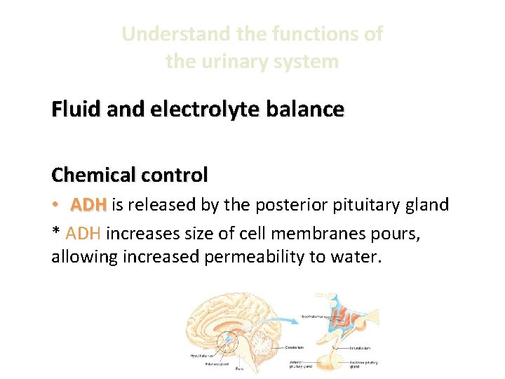 Understand the functions of the urinary system Fluid and electrolyte balance Chemical control •