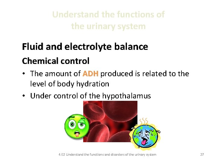 Understand the functions of the urinary system Fluid and electrolyte balance Chemical control •