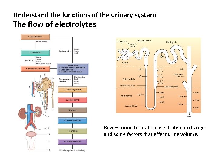 Understand the functions of the urinary system The flow of electrolytes Review urine formation,